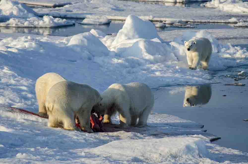 Oso Polar - islas Svalbard - Noruega 64.jpg